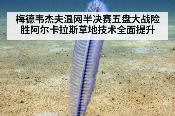 梅德韦杰夫温网半决赛五盘大战险胜阿尔卡拉斯草地技术全面提升